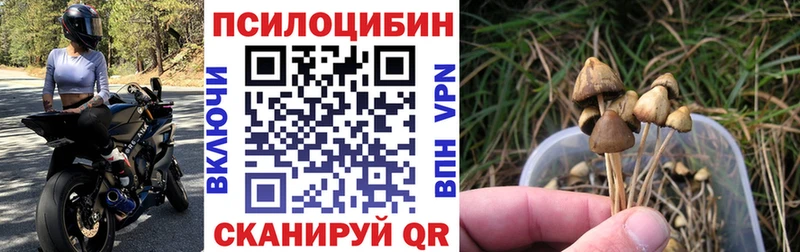 hydra как зайти  Новокубанск  Псилоцибиновые грибы прущие грибы  наркошоп 