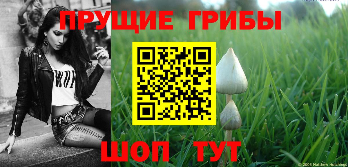 где купить наркоту  Псилоцибиновые грибы Psilocybe  Вход с VPN  Новокубанск 