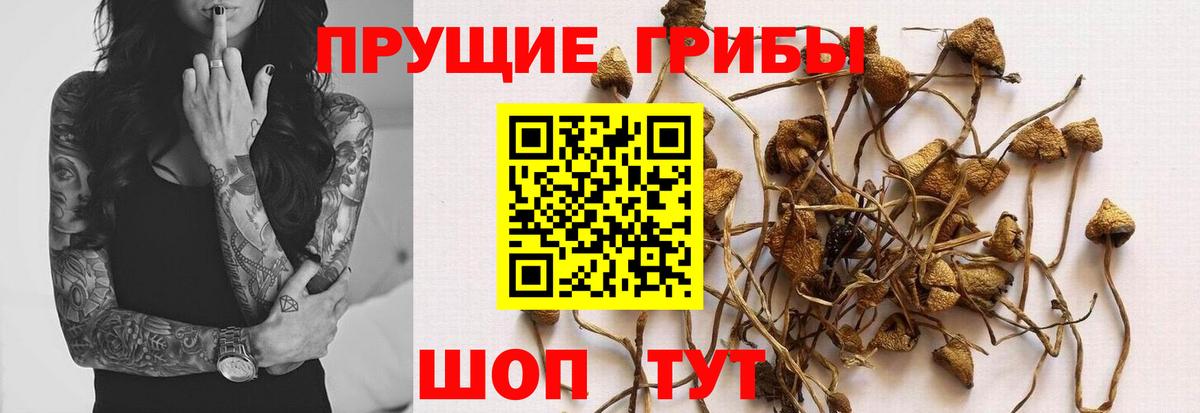 Галлюциногенные грибы ЛСД Новокубанск